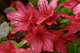 Spring Flowers Azalea