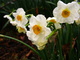 Spring Flowers Daffodils Smell Pretty