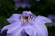 Spring Macro Clematis