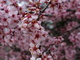 Spring Plum Purple Tree