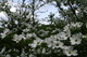 Spring Sky Dogwood Tree Flowers