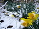 Spring Snow Daffodil Yellow Flowers