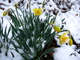 Spring Snow Flowers Yellow Daffodil