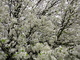 Spring Tree Flowers White