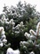 Spruce Tree Blue Spruce Spring evergreen