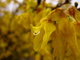 Water Drop Golden Bells Flowering Bush