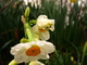 Water Drops Daffodil Flowers