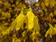 Water Drops Forsythia Flowering Bush Spring