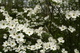 White Dogwood Tree Forest