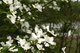 White Flower Dogwood Lake