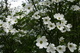White Flower Spring Tree