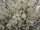 White Flowering Pear Tree