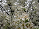 White Pear Flowering Tree