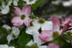 White Pink Dogwood Flowers