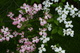 White Pink Pretty Dogwood Flowers