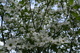 White Tree Flowers