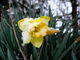 Yellow Daffodil Flower Spring Snow