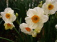 Yellow White Green Flowers Spring