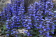 Blue Spring Flowers Macro