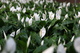 Cala Lily Flowers