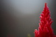 Celosia Cockcomb Red Firey Tree Flower