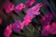 Dianthus Burning Witch Macro Flower Spring