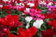 Field Spring Cyclamen Flowers