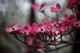 Flowers Pink Bokeh