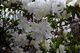 Flowers Spring Azalea White