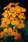 Orange Spring Wildflowers Verticle