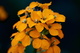 Orange Spring Wildflowers