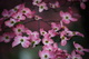 Pink Boquet Tree Flowers