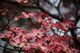 Pink Dogwood Bokeh