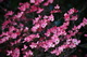 Pink Dogwood Flowers Tree