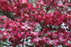 Pink Dogwood Tree Spring Bloom