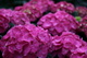 Pink Hydrangea Macro