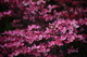 Pink Tree Flowers Spring