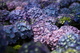 Purple Hydrangea Blue Flower
