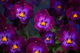 Purple Pansy Spring Flowers