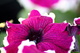 Purple White Spring Petunia