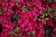 Red Azalea Spring Flowers