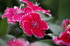 Red Spring Flower Macro