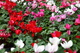 Red White Pink Flower Cyclamen
