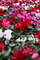 Red White Pink Flowers