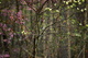 Spring Bird Flowering Tree Woods