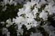 Spring Bloom White Azalea Flowers