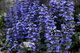 Spring Blue Flowers Macro Leaves