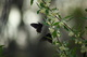 Spring Butterflies Gathering Nectar Autumn Olive
