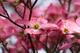 Spring Dogwood Tree Pink Flower
