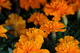 Spring Marigold Flowers